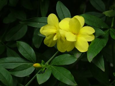 Jasminum mesnyi (jazmín amarillo)